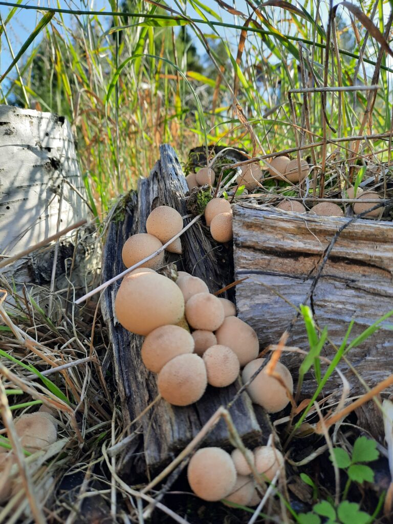 Puffball mushrooms