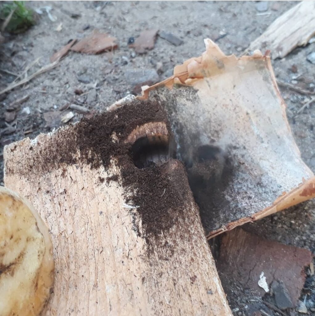 Bowdrill friction fire ember